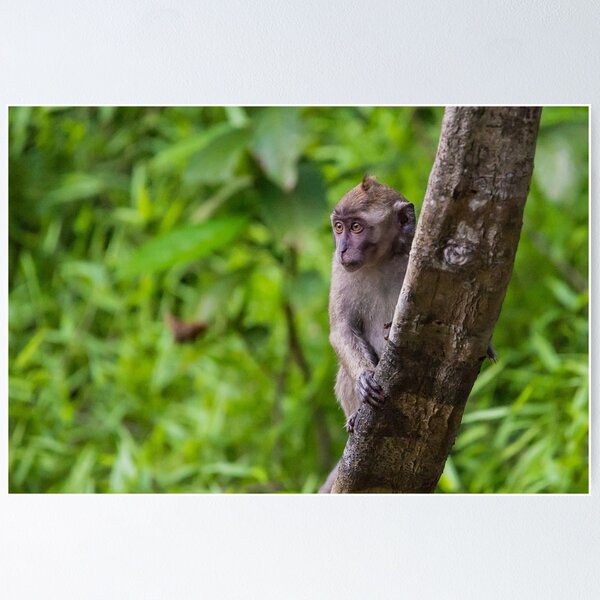 Item preview,  Long Tailed Macaque designed and sold by Lee Wilson.
