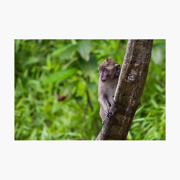 Item preview,  Long Tailed Macaque designed and sold by Lee Wilson.