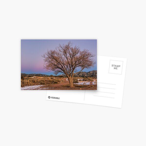 Contemplation Tree Postcard