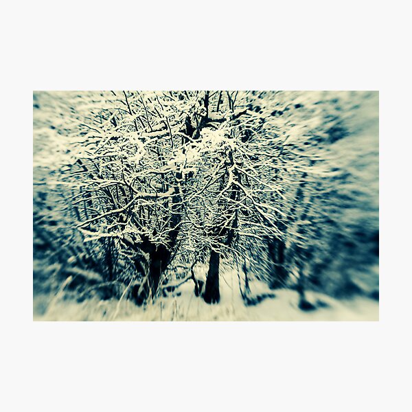 Winter Woods Photographic Print