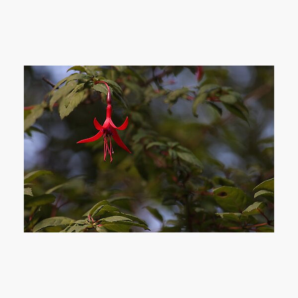 Fuchsia magellanica / Chilco Photographic Print