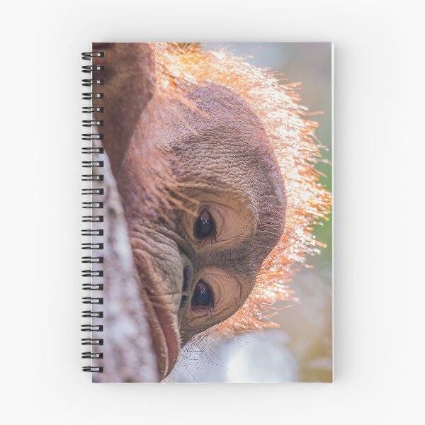 Item preview, Orangutan Itinban designed and sold by Lee Wilson.