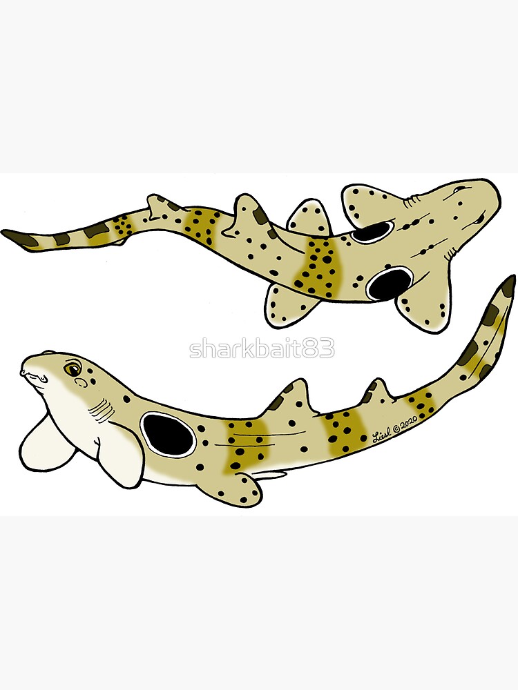 Epaulette shark toy online