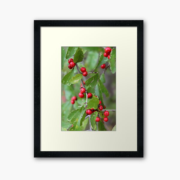 Item preview, Deciduous Holly designed and sold by Carolyn  Fletcher.