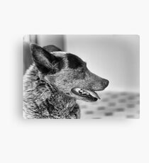 Portrait of an old dog Metal Print