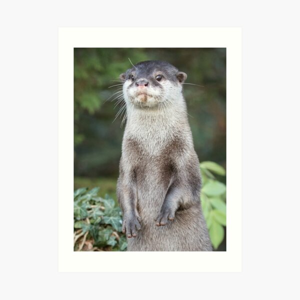 Otter paw-trait Art Print