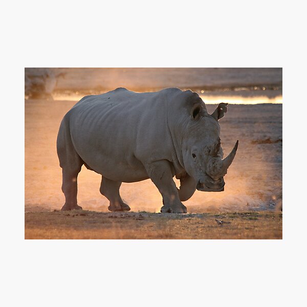 Running From Extinction Photographic Print
