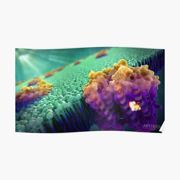 Bacteriorhodopsin Protein Poster