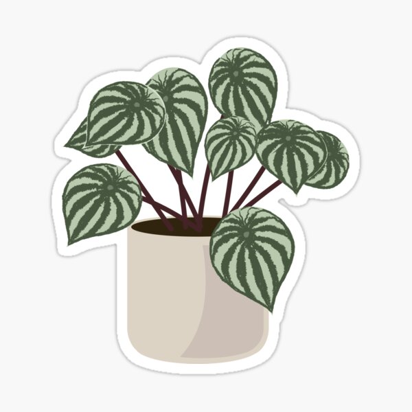 Item preview, Peperomia Argyreia designed and sold by missfleur.