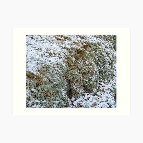frosty morning out my door Art Print