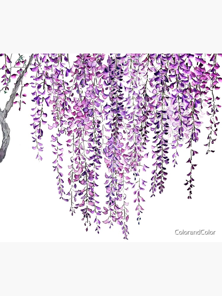 purple wisteria in bloom by ColorandColor