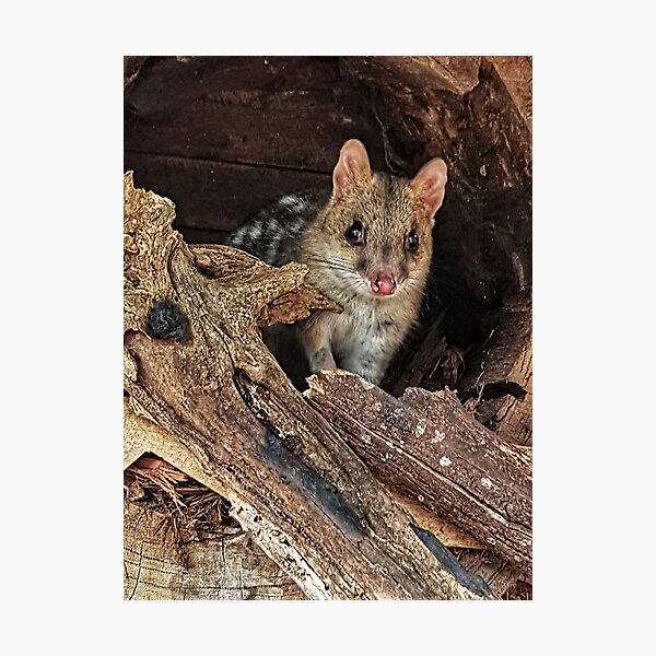 Item preview, Eastern Spotted Quoll, Tasmania designed and sold by Dutchie81.