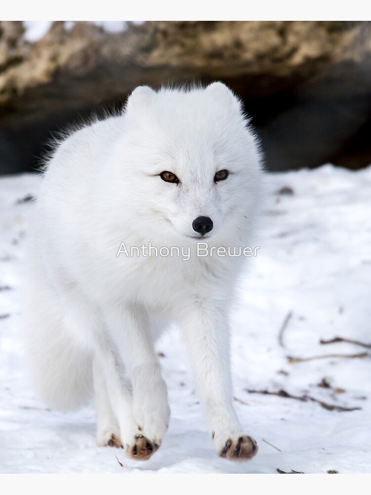 Fox trot by dailyanimals