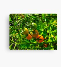 I have the munchies for the crunchies Canvas Print