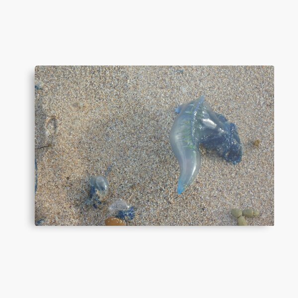 What the wind blew in Metal Print