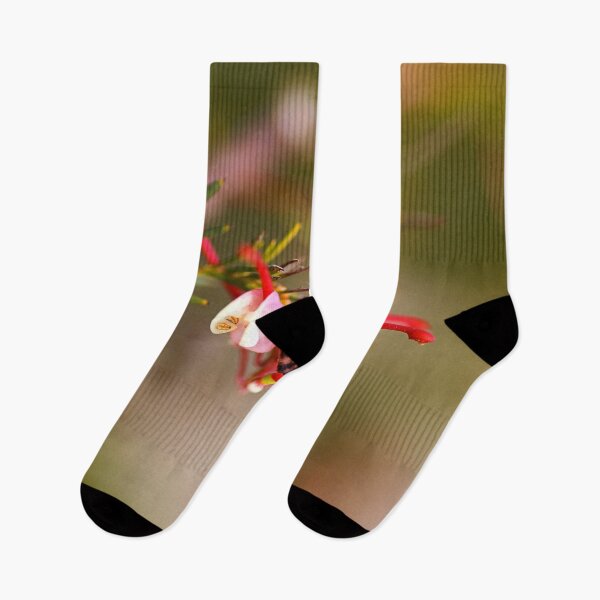 Item preview, Grevillea Rosmarinifolia Flower designed and sold by Joy Watson - Natural Light Photography .