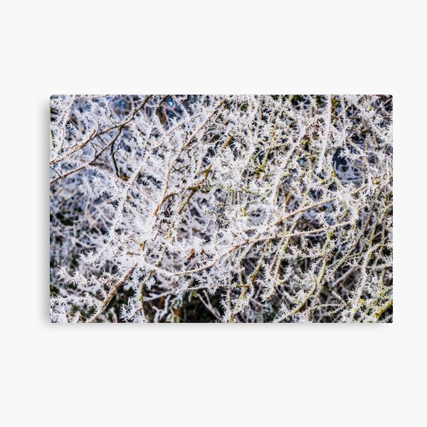 Frosty twigs Canvas Print