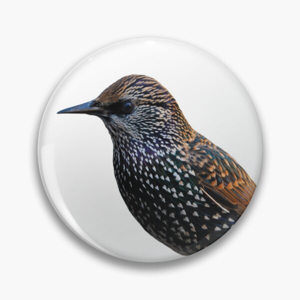 Item preview, Sturnus Vulgaris designed and sold by thebirdemic.