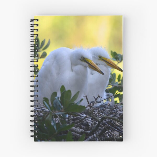 Item preview, Pair of Young Egret Chicks designed and sold by richardbryce.