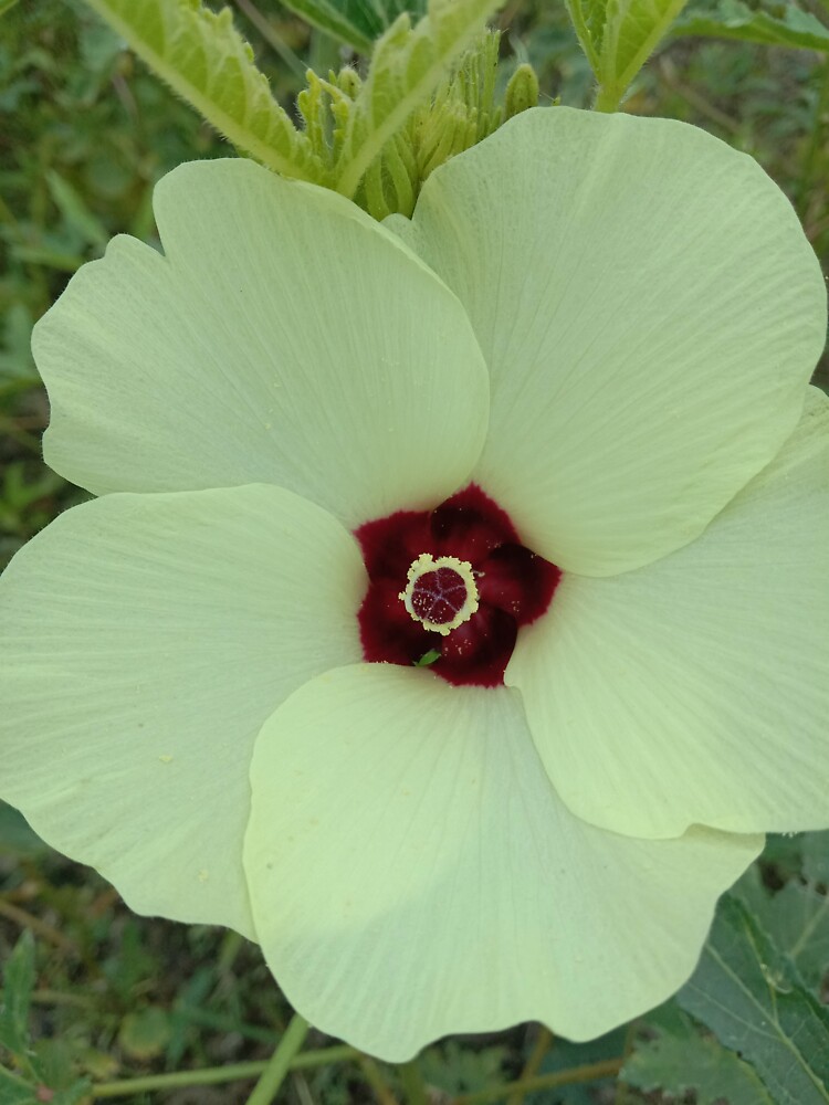 " Okra flowers all designing " Sticker for Sale by Islam047 Redbubble