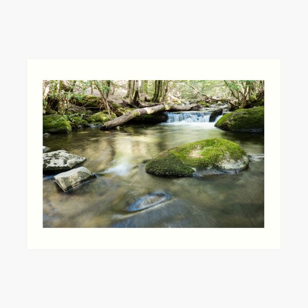Morning on Little Fisher River, Tasmania Art Print