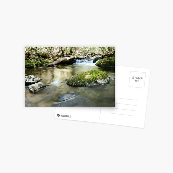 Morning on Little Fisher River, Tasmania Postcard