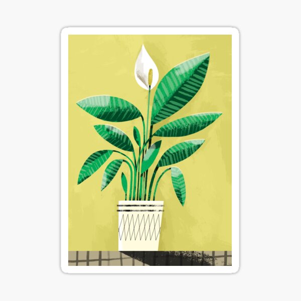 Peace Lily Plant on Yellow Sticker