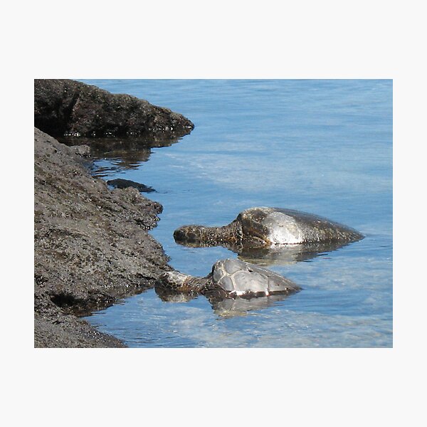 Honu Photographic Print