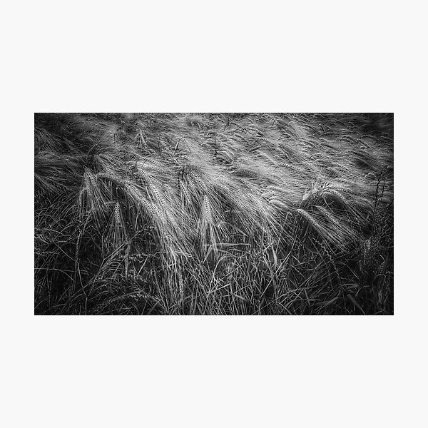 Item preview, Field of Wheat Monochrome Black and White Landscape designed and sold by KALEIDOSCOPE UK.