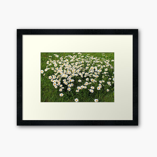 daisy Framed Art Print