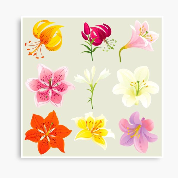 Colorful Lilies Canvas Print