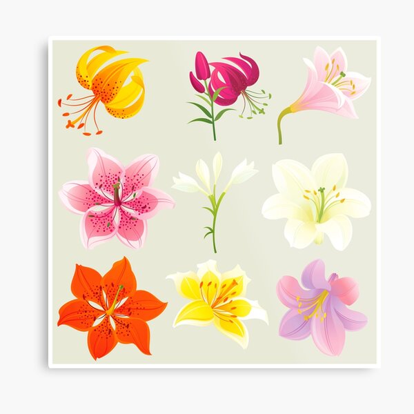 Colorful Lilies Metal Print