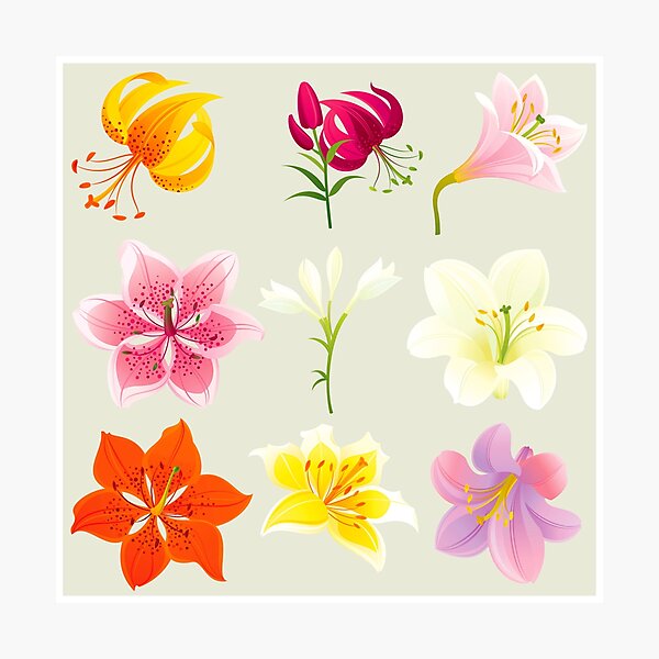 Colorful Lilies Photographic Print