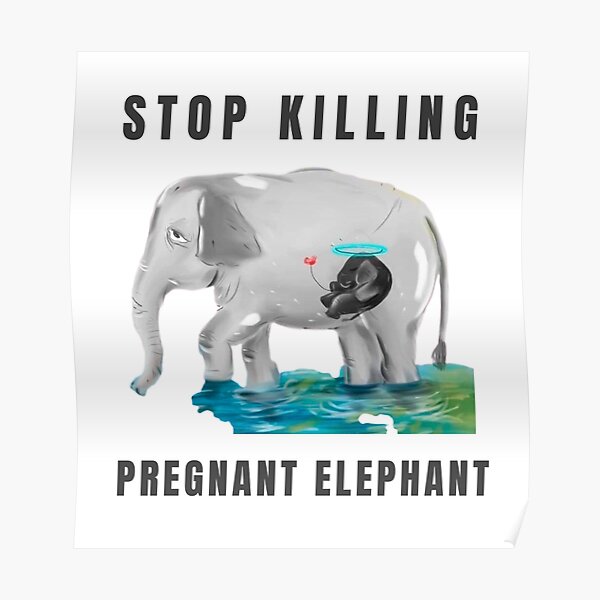 stop killing pregnant elephant 