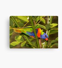 Rainbow Lorikeet Canvas Print