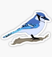 Blue Jay Bird Sticker