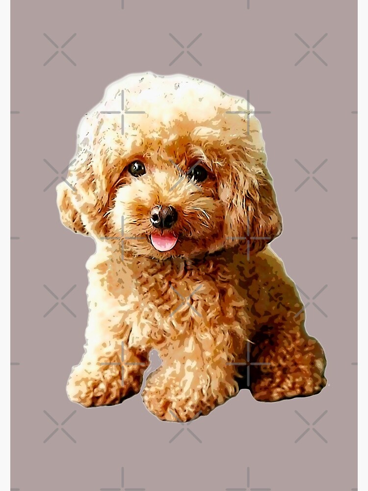 Cute mini poodle sale