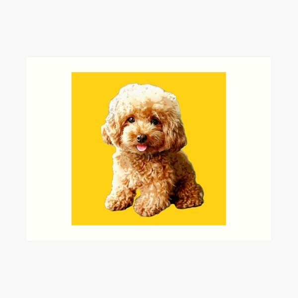 small toy poodle