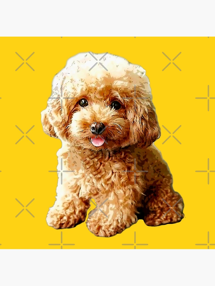 The Toy Goldendoodle: Your Complete Guide To The Miniature Marvel Of  Cuteness - PawSafe