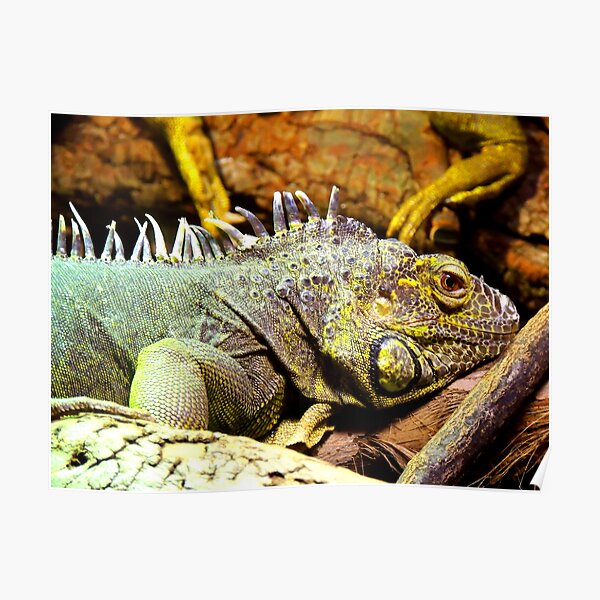 Green Iguana Poster