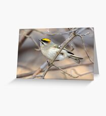 golden-crowned kinglet Greeting Card
