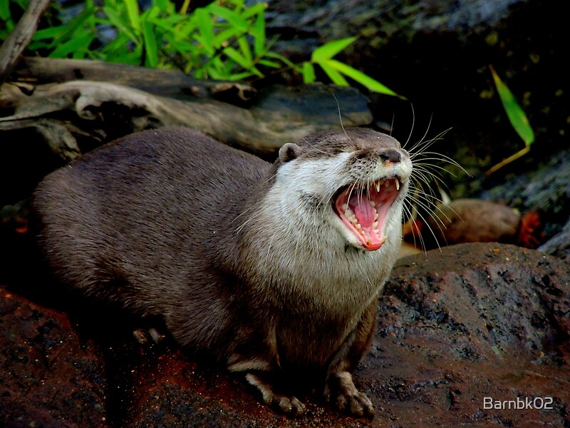 Yawning Otter By Barnbk Redbubble