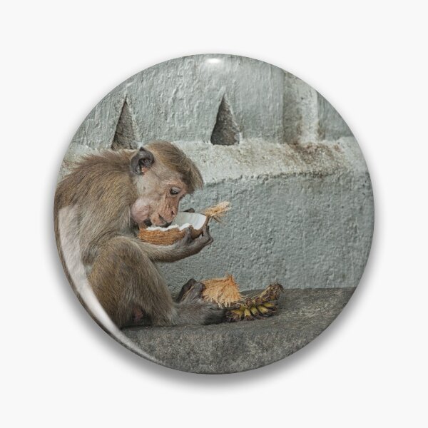 Item preview, Toque Macaque eating coconut designed and sold by Photopat.