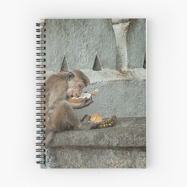 Item preview, Toque Macaque eating coconut designed and sold by Photopat.