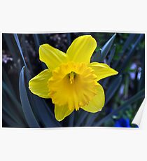 Yellow Daffodils Poster