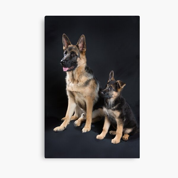 German Shepherd Pups Canvas Print