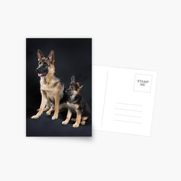 German Shepherd Pups Postcard