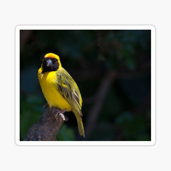 Bright Yellow Weaver Sticker