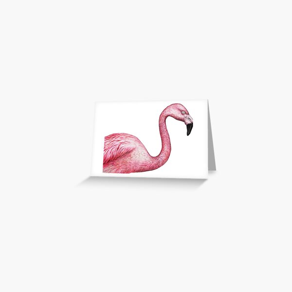 Flamingo Sings Despacito Lyrics