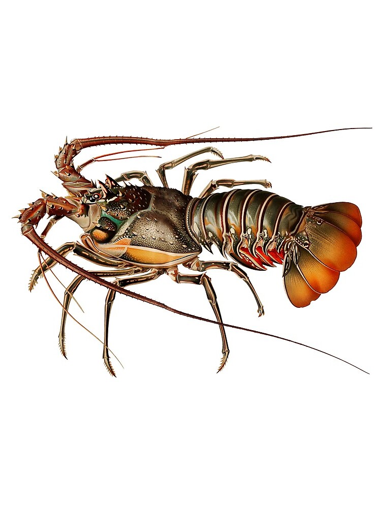 Vintage Spiny Lobster by billythekidtees